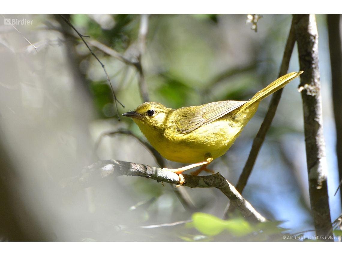 Myiothlypis flaveola