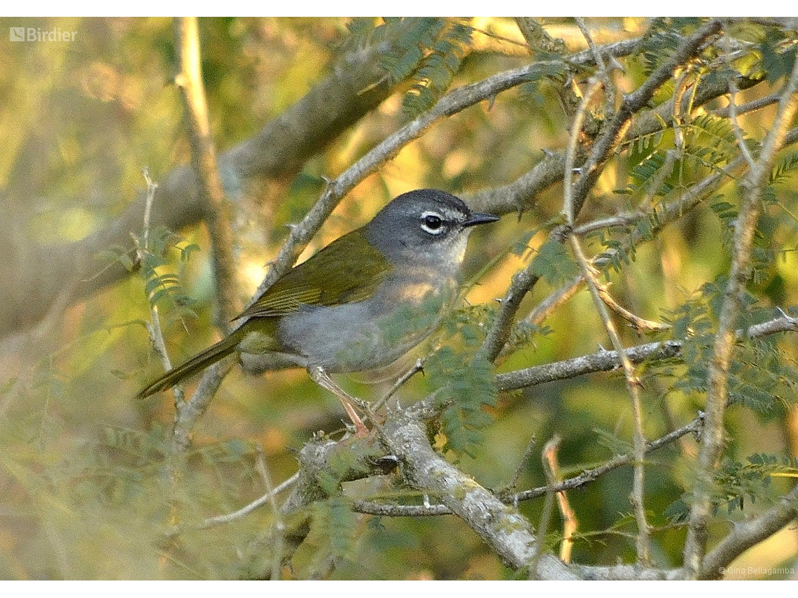 Myiothlypis leucoblephara