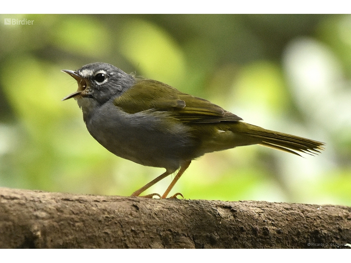 Myiothlypis leucoblephara
