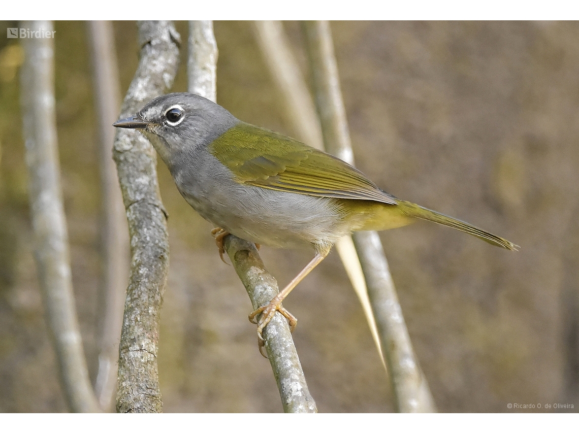 Myiothlypis leucoblephara