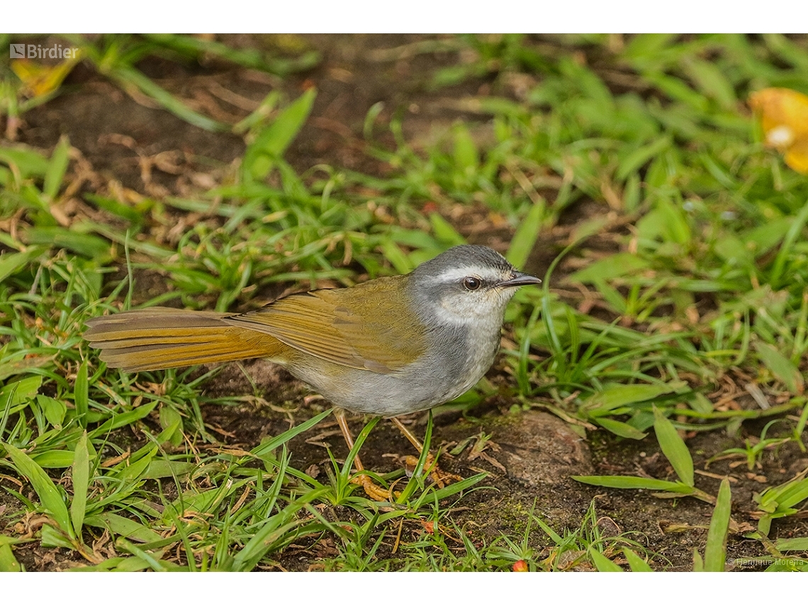 Myiothlypis leucophrys
