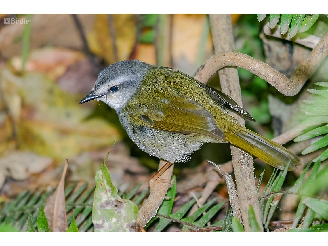 Myiothlypis leucophrys