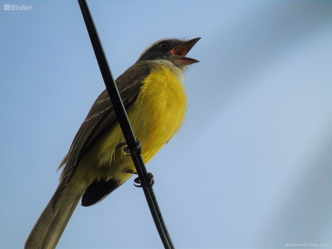 Myiozetetes similis