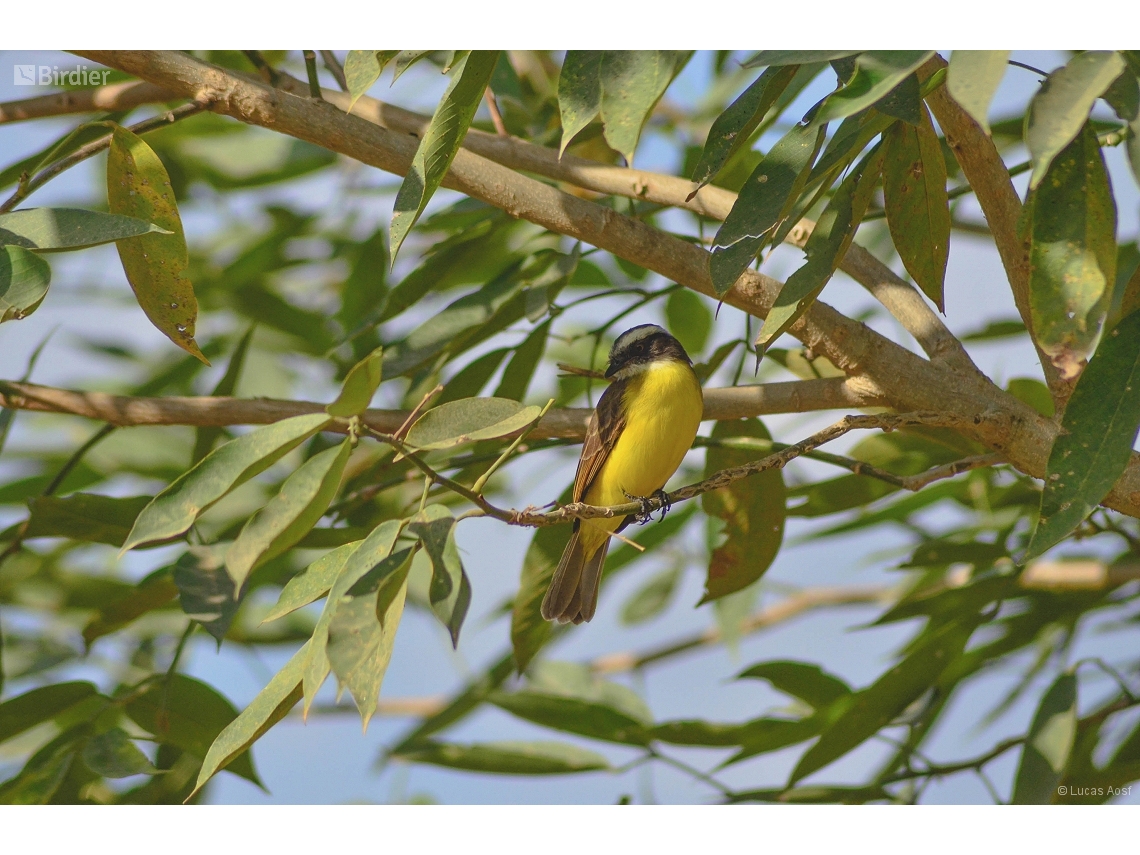 Myiozetetes similis