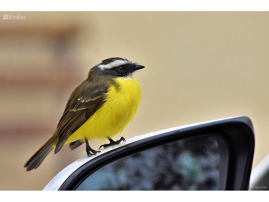 Myiozetetes similis