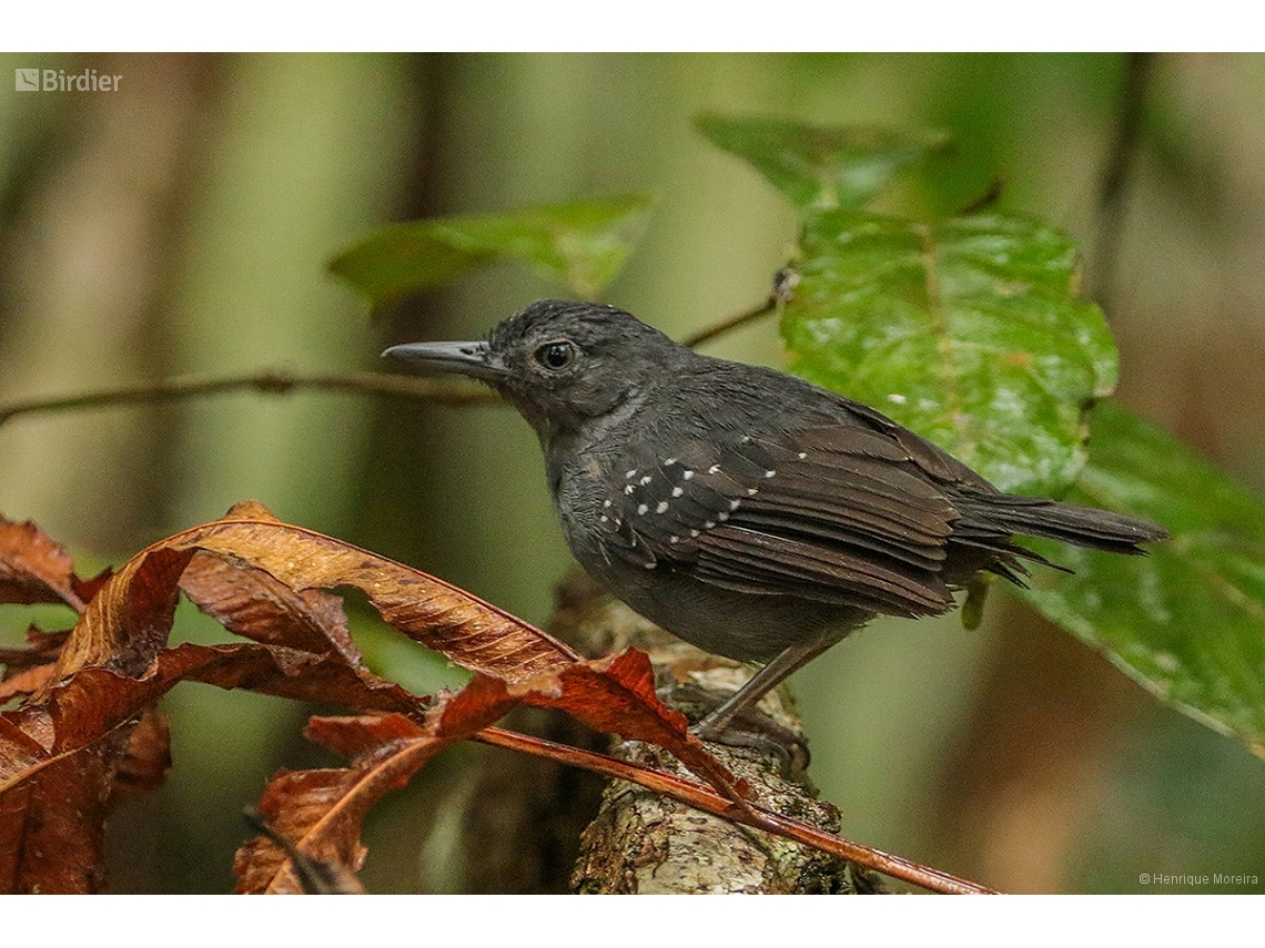 Myrmelastes humaythae
