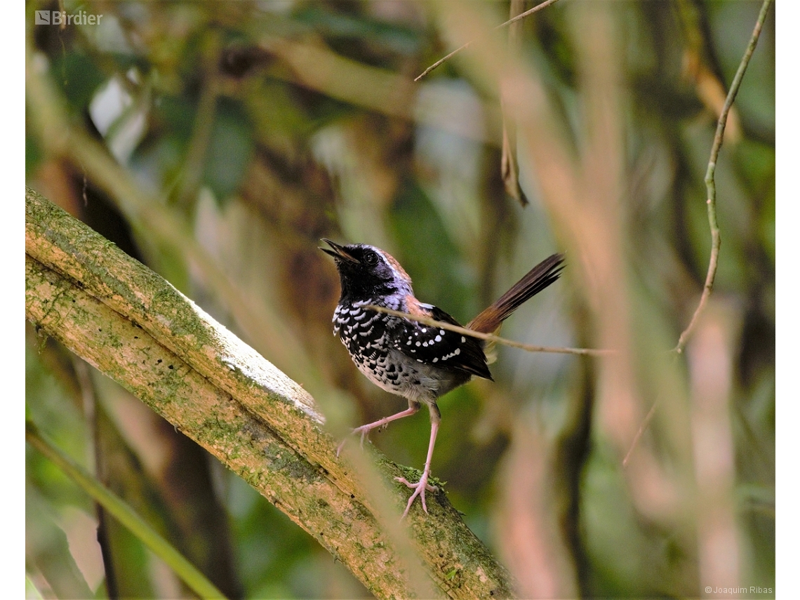 Myrmoderus squamosus