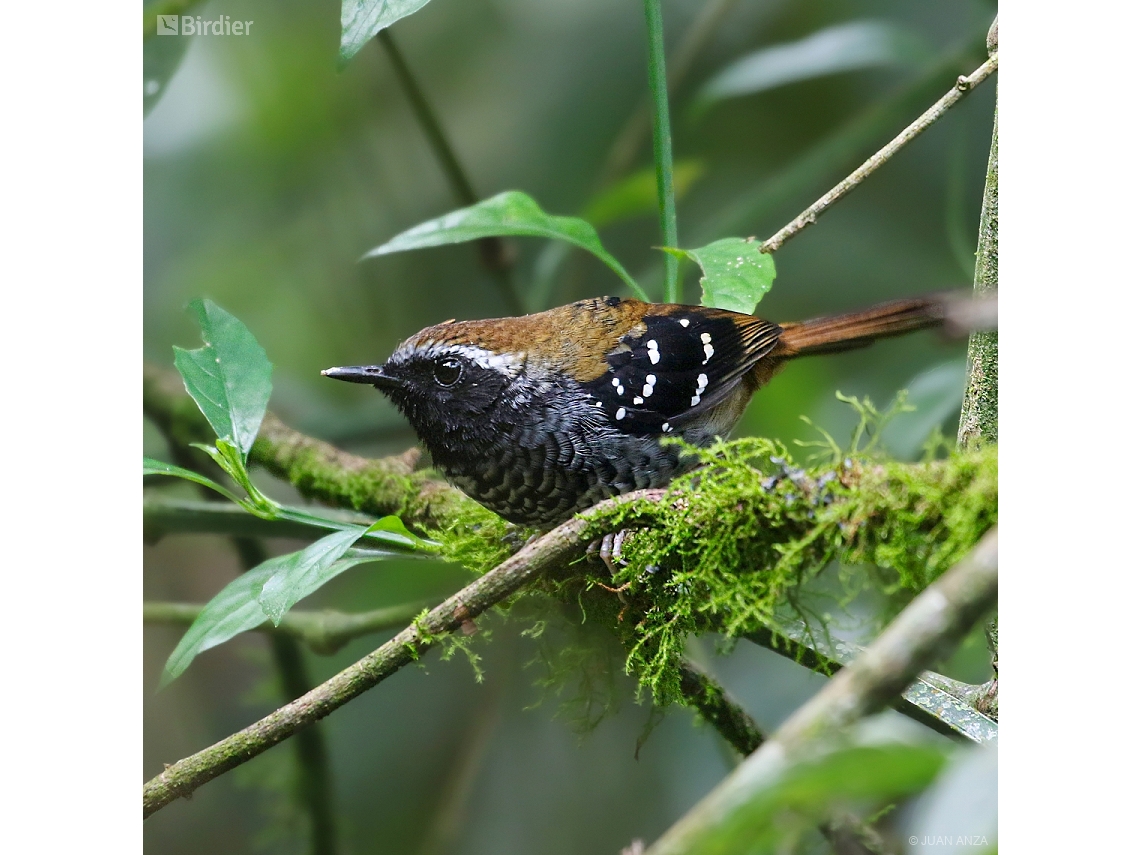 Myrmoderus squamosus