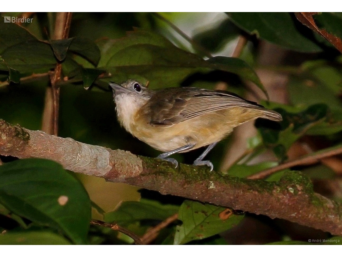 Myrmotherula menetriesii