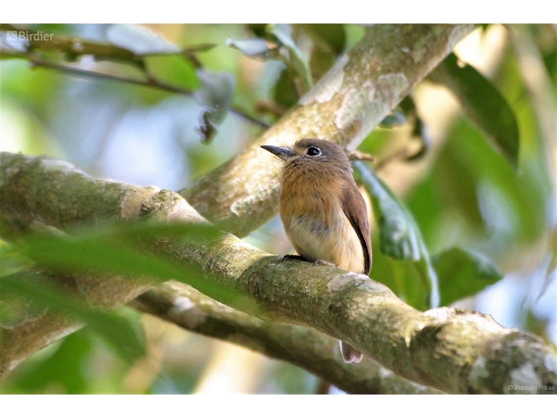 Nonnula rubecula