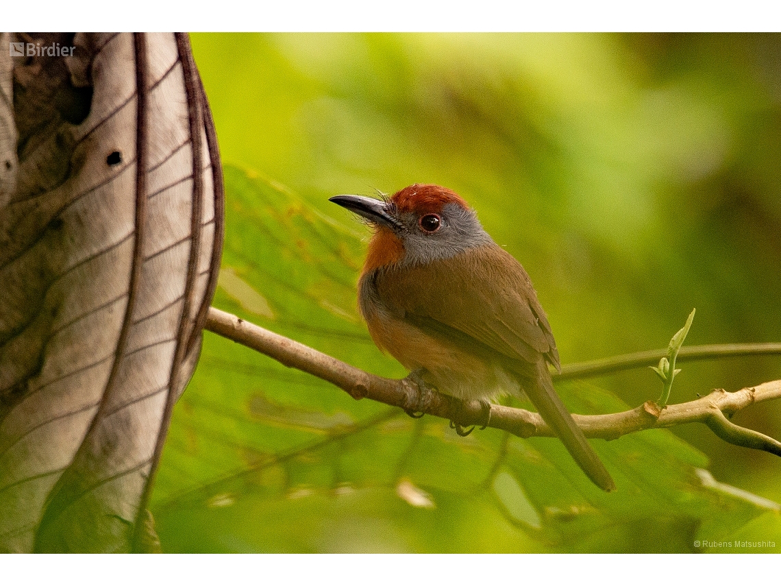 Nonnula ruficapilla
