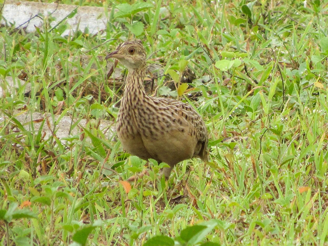 Nothura maculosa