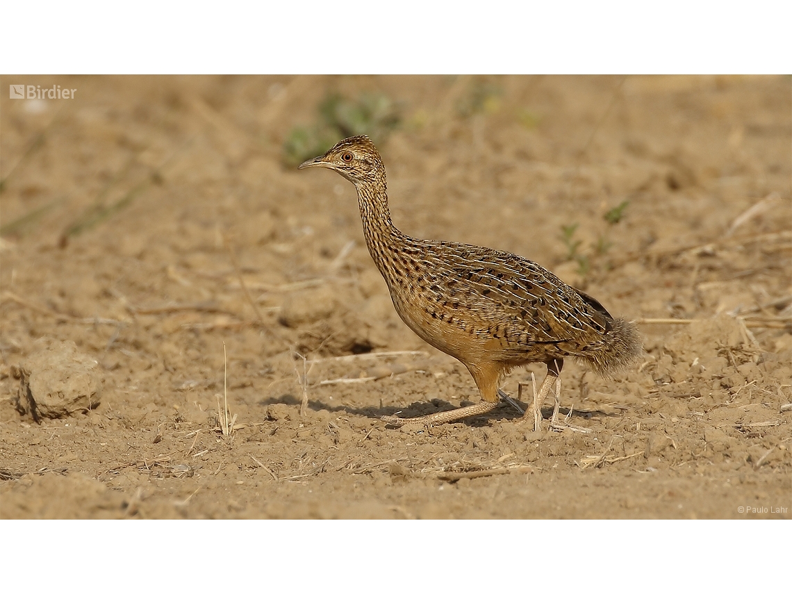 Nothura maculosa