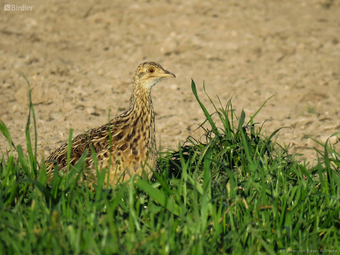 Nothura maculosa