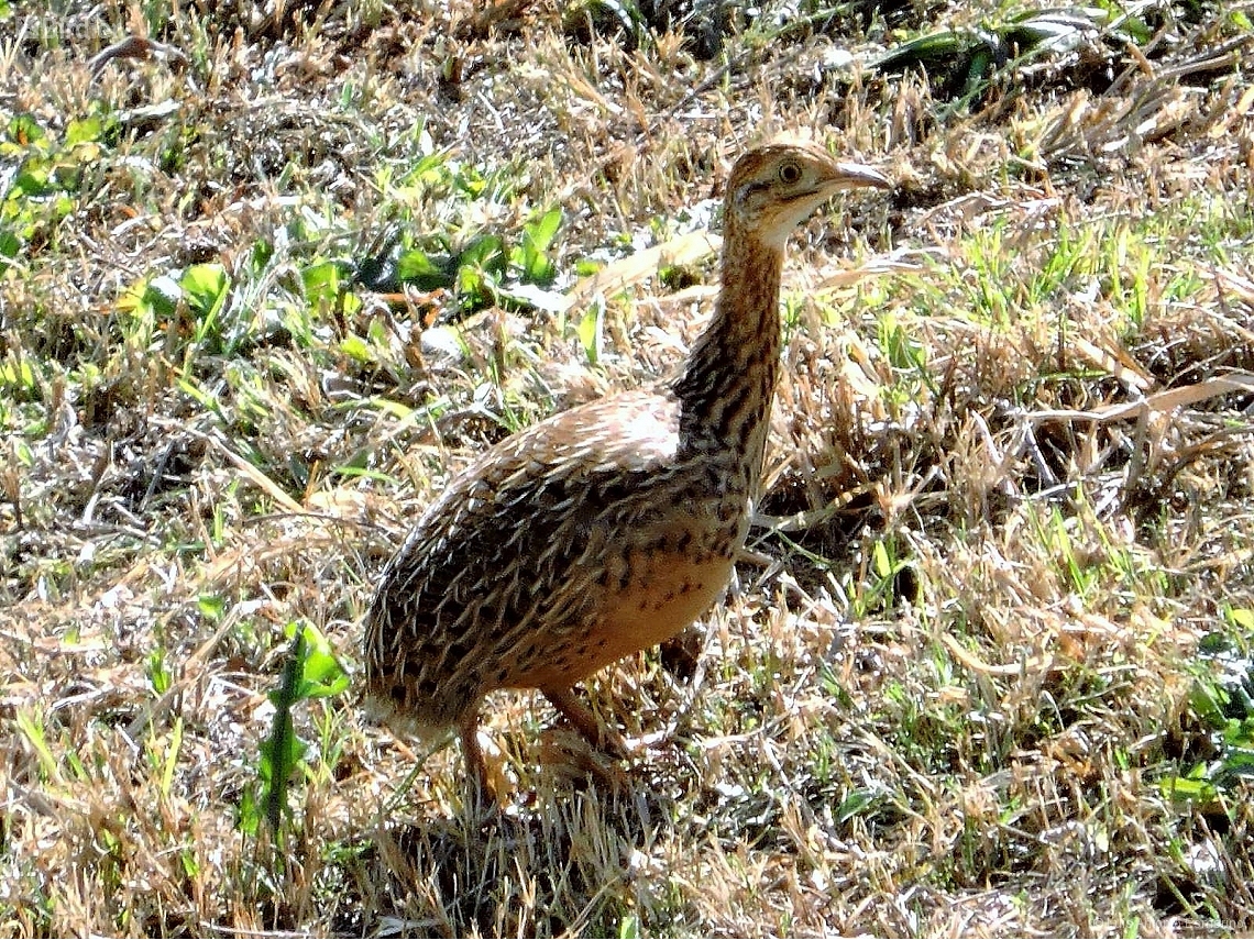 Nothura maculosa