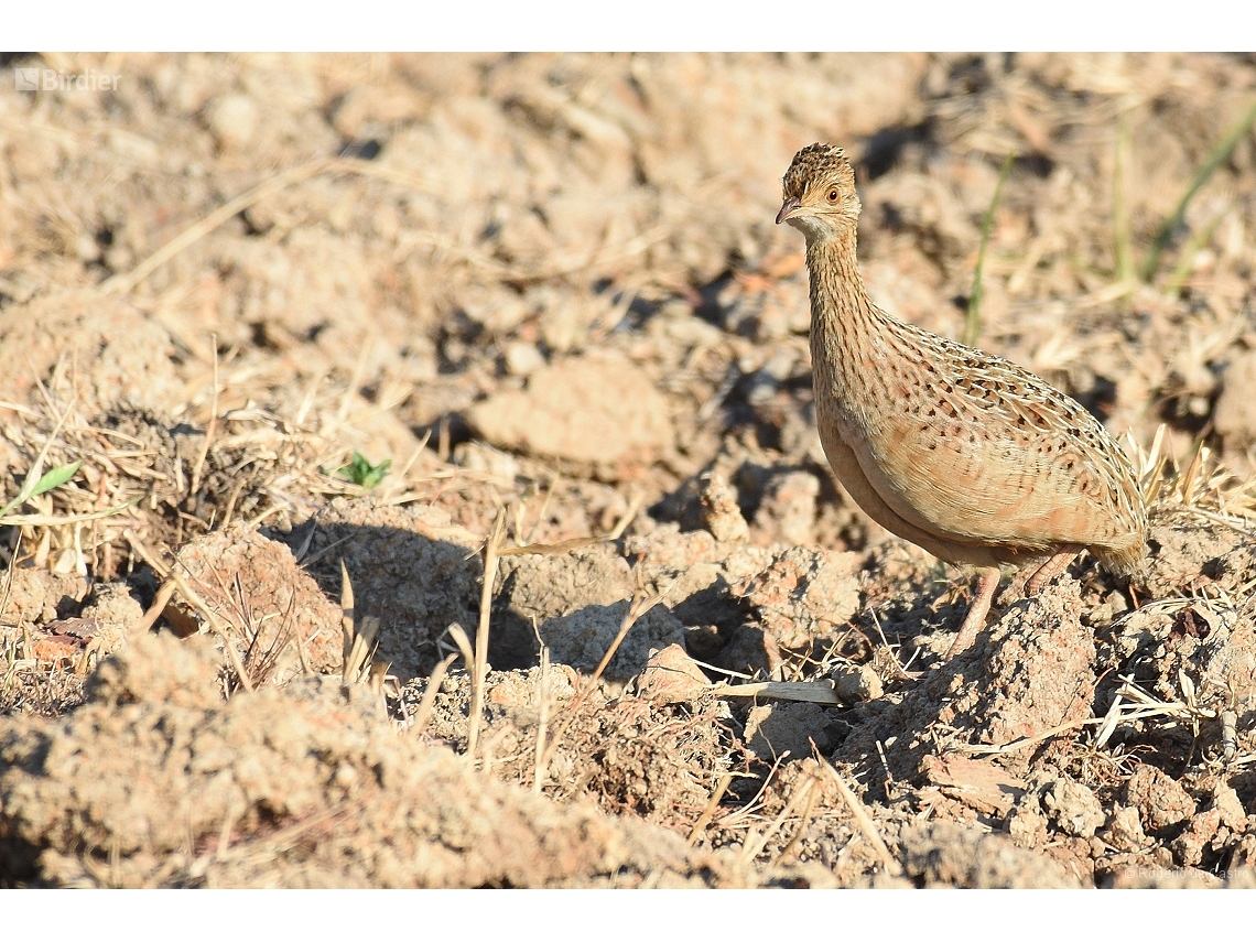 Nothura maculosa