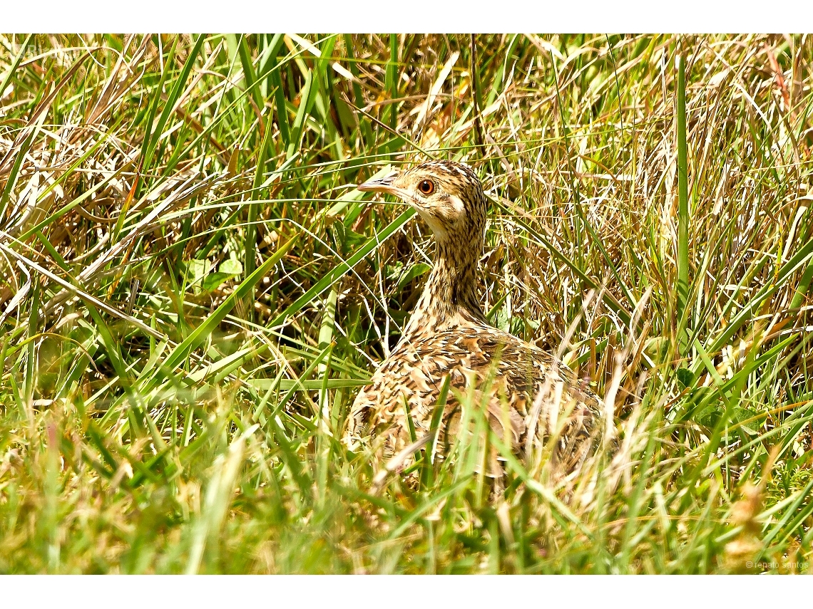 Nothura maculosa