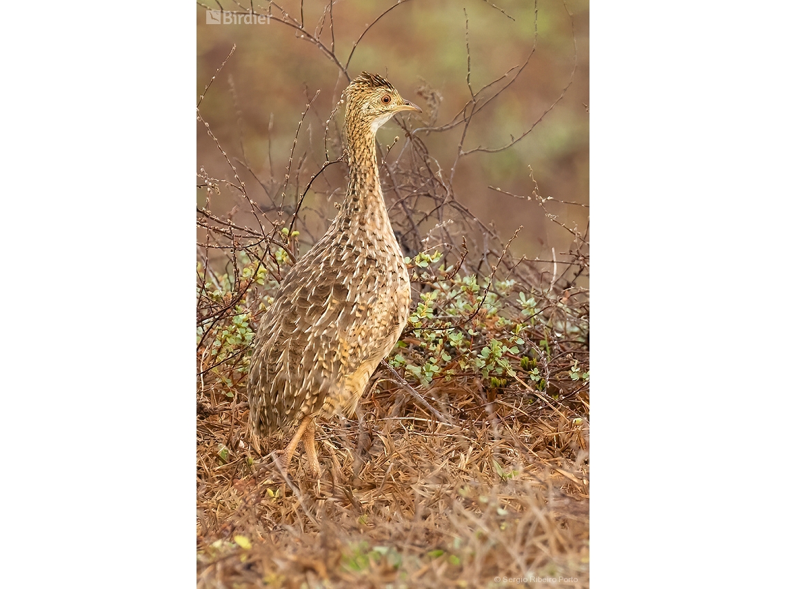 Nothura maculosa