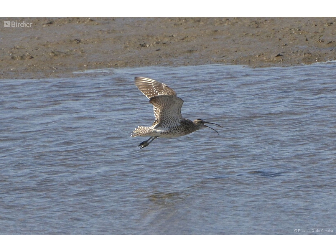Numenius phaeopus