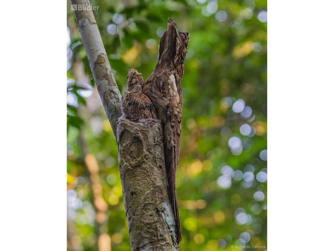 Nyctibius aethereus