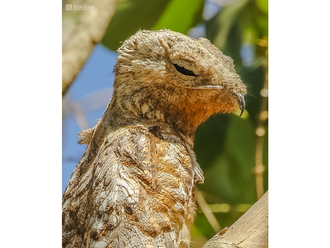 Nyctibius grandis