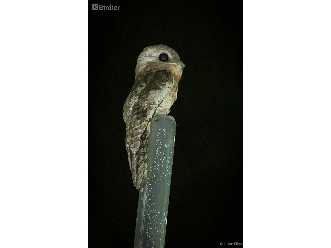 Nyctibius grandis