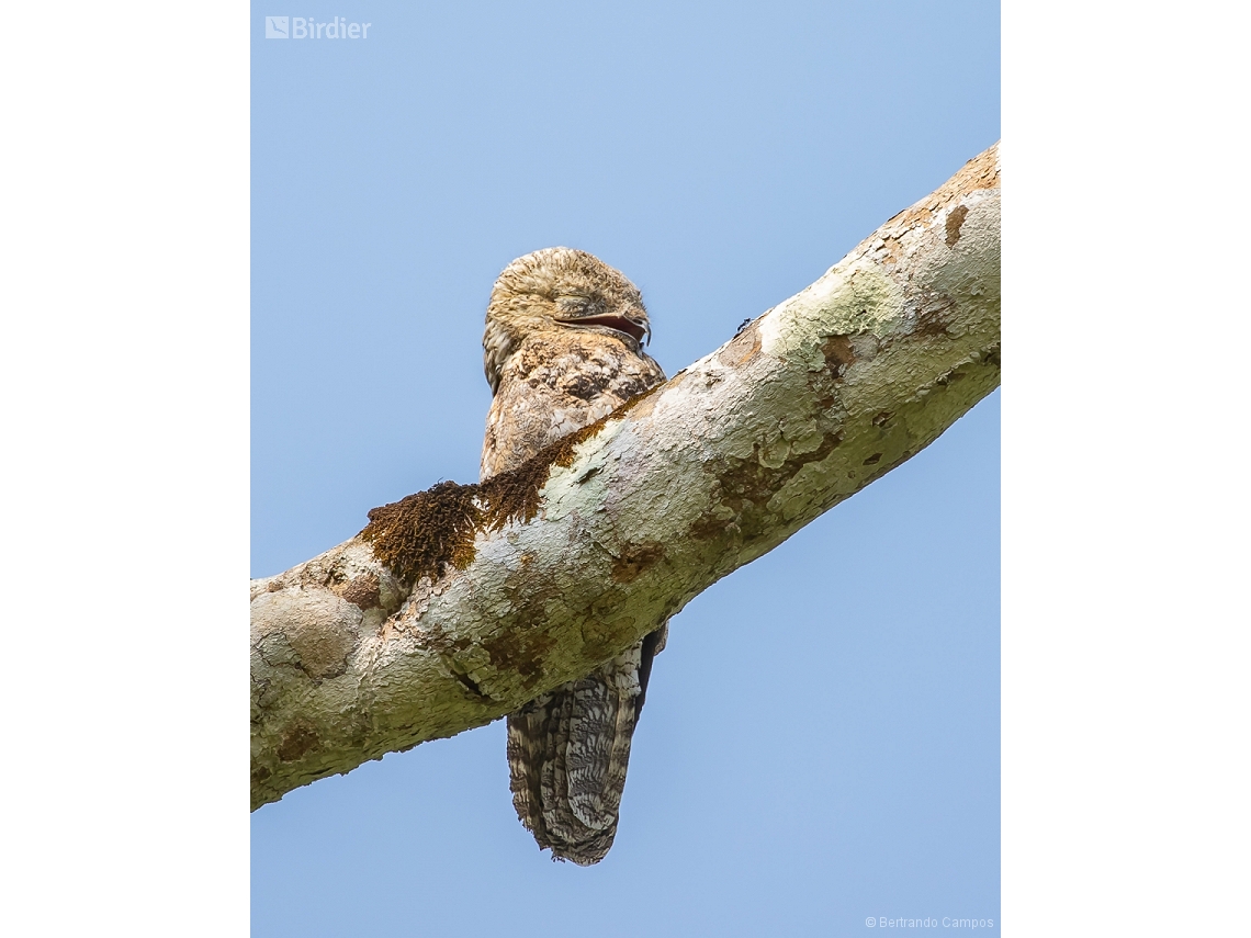 Nyctibius grandis