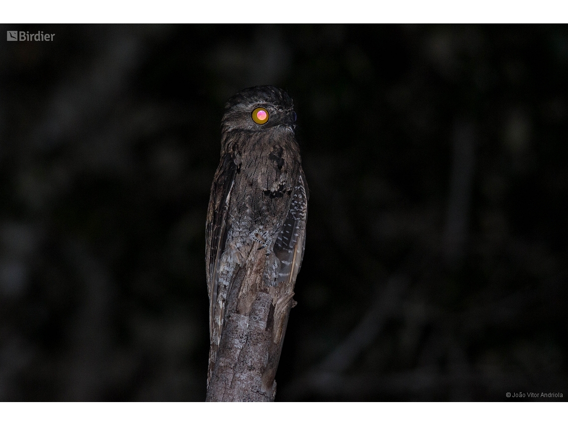 Nyctibius griseus