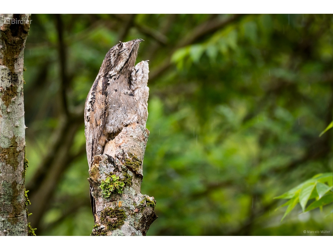 Nyctibius griseus