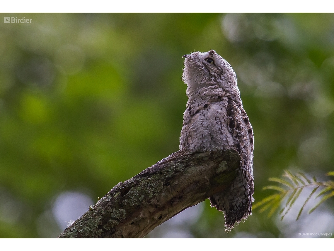 Nyctibius griseus