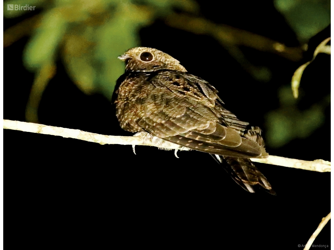 Nyctiprogne leucopyga