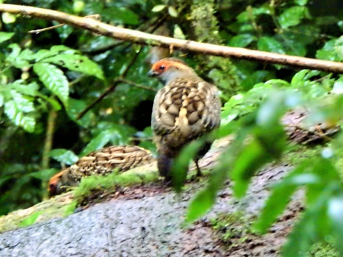 Odontophorus capueira