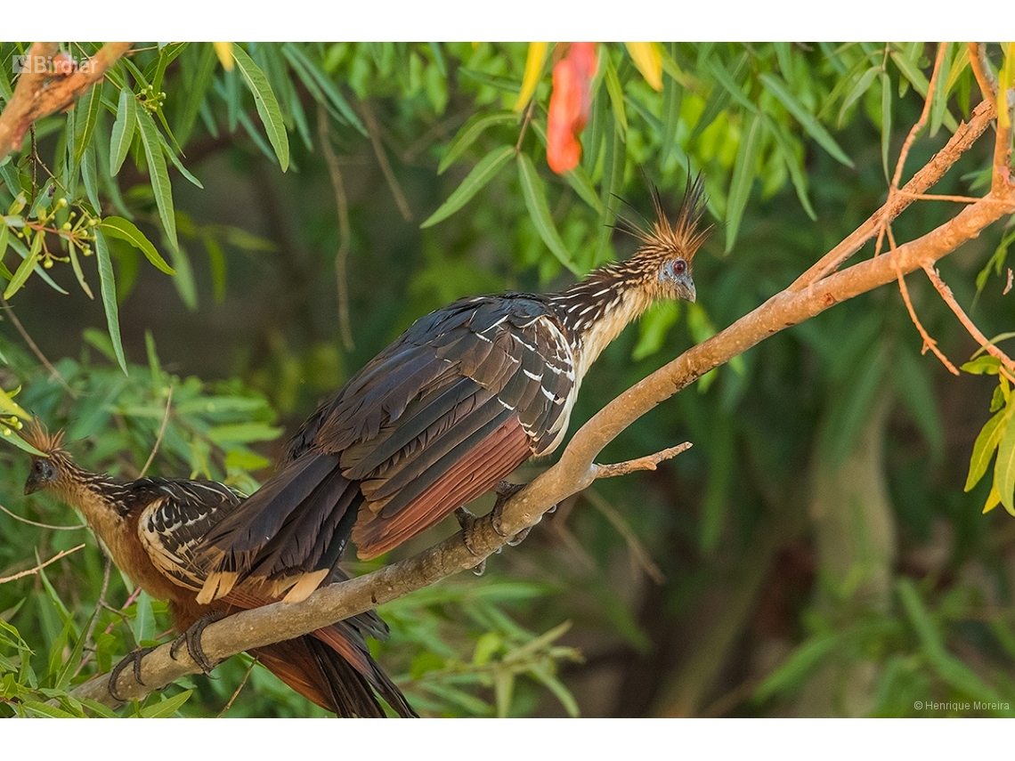 Opisthocomus hoazin