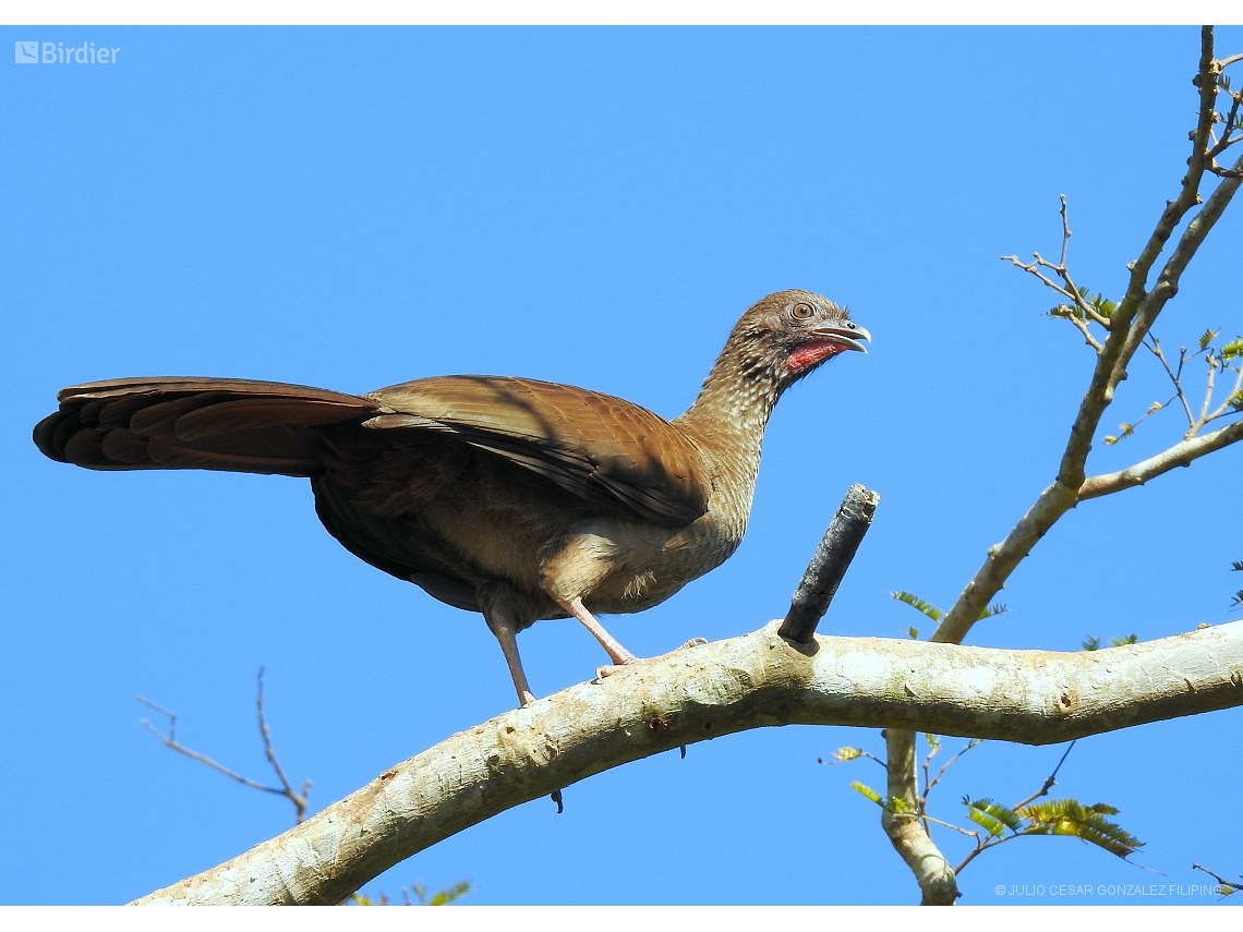 Ortalis remota