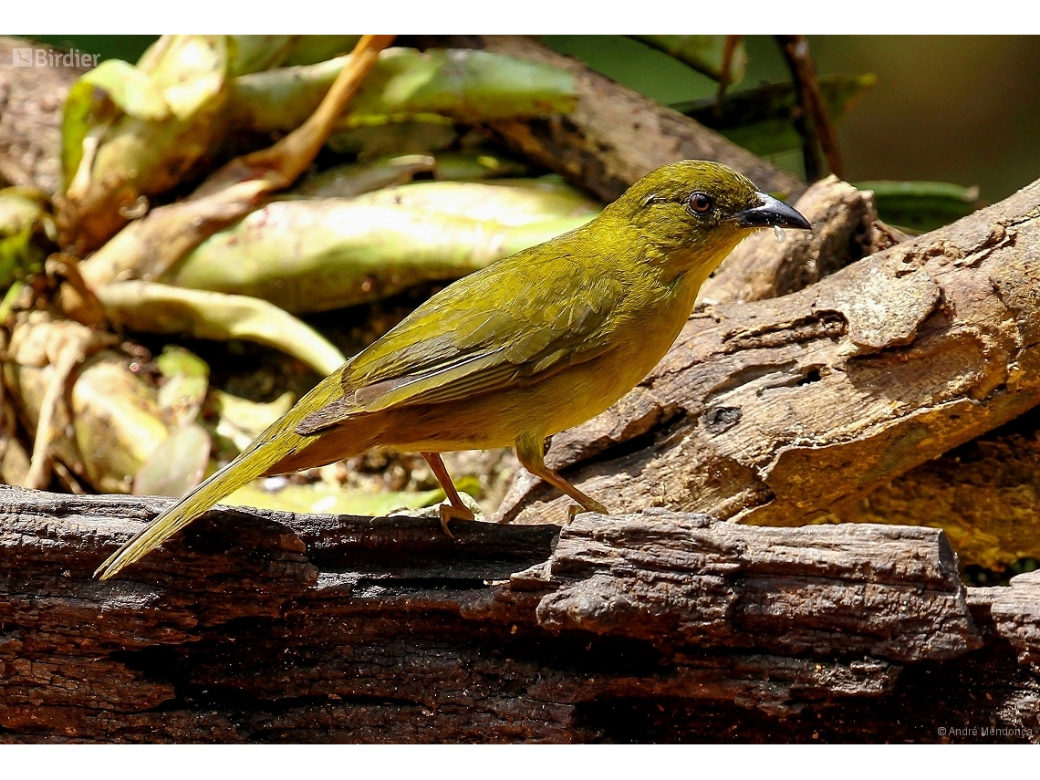 Orthogonys chloricterus