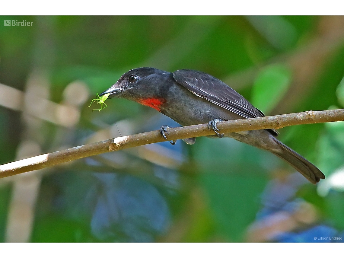 Pachyramphus minor