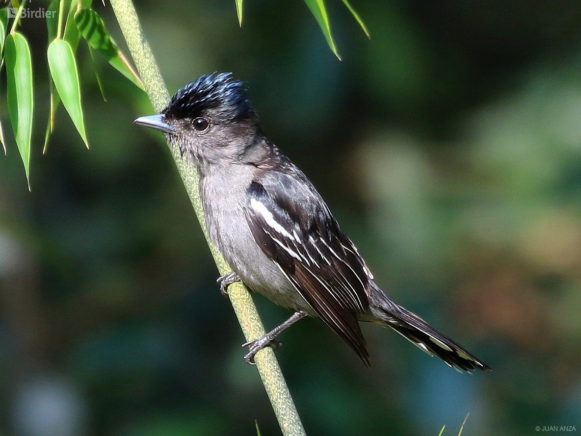 Pachyramphus polychopterus