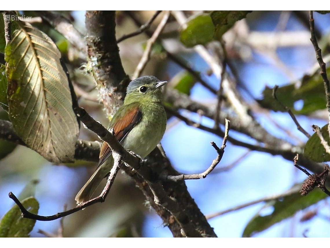 Pachyramphus versicolor