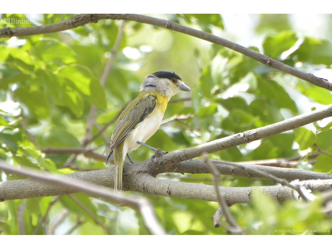 Pachyramphus viridis