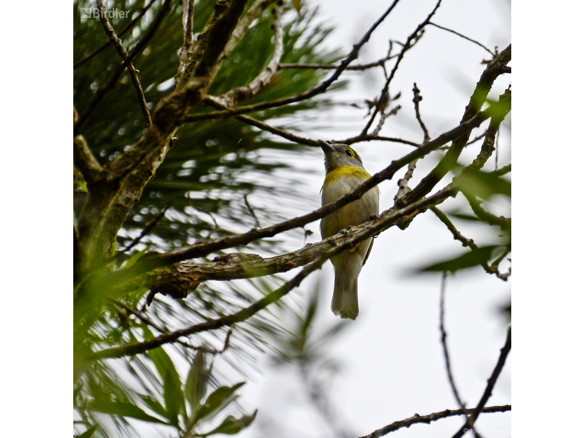 Pachyramphus viridis