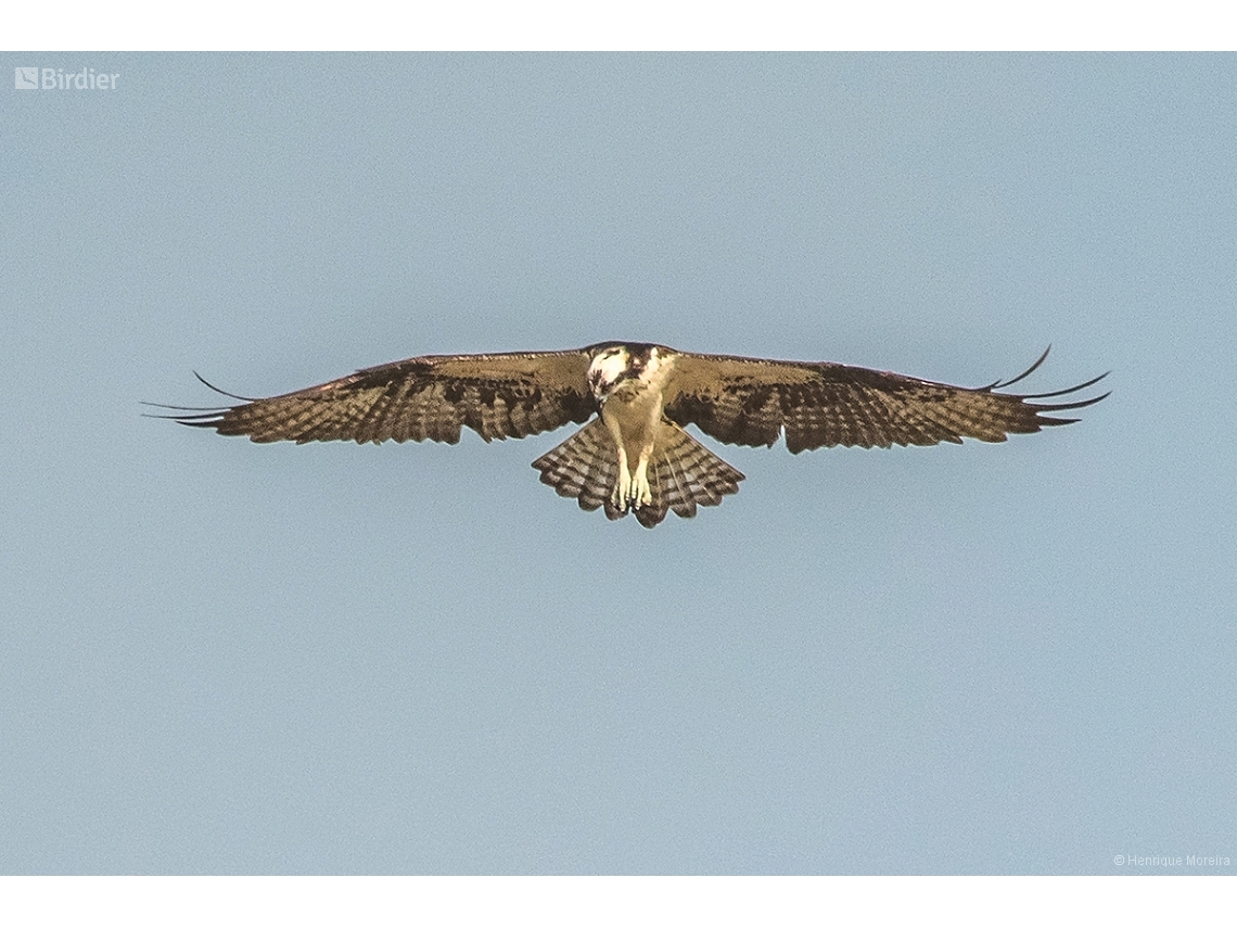 Pandion haliaetus