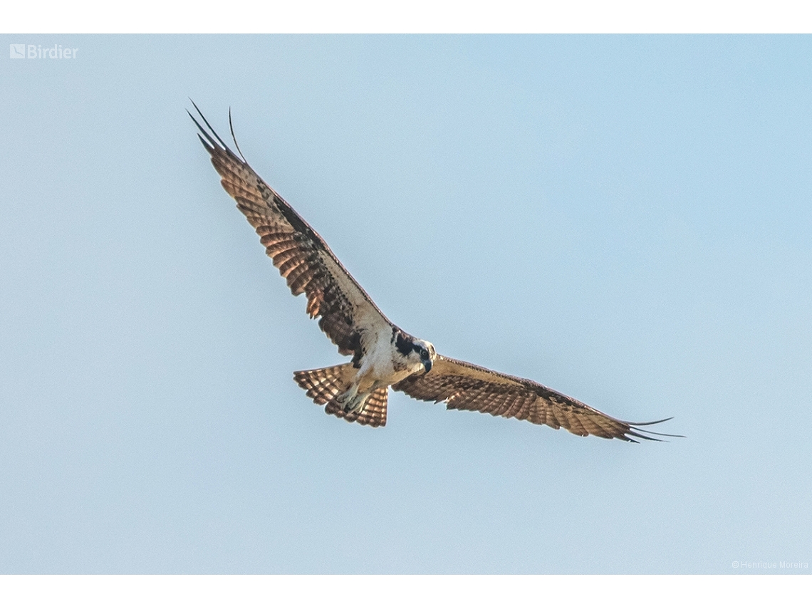 Pandion haliaetus