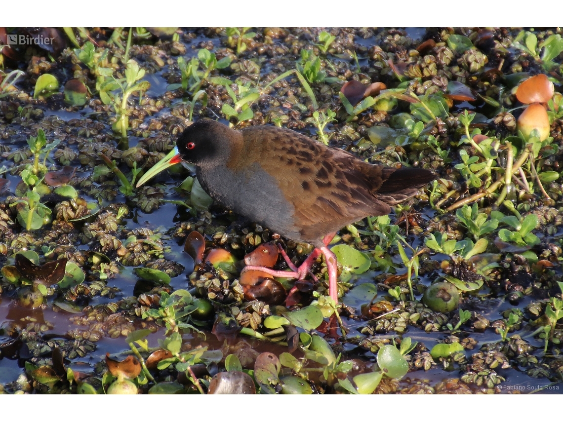 Pardirallus sanguinolentus