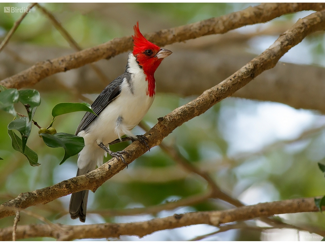 Paroaria coronata