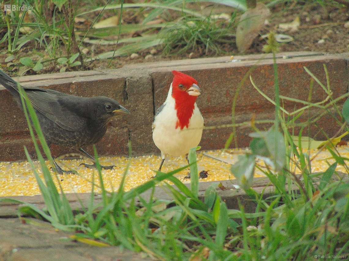 Paroaria coronata