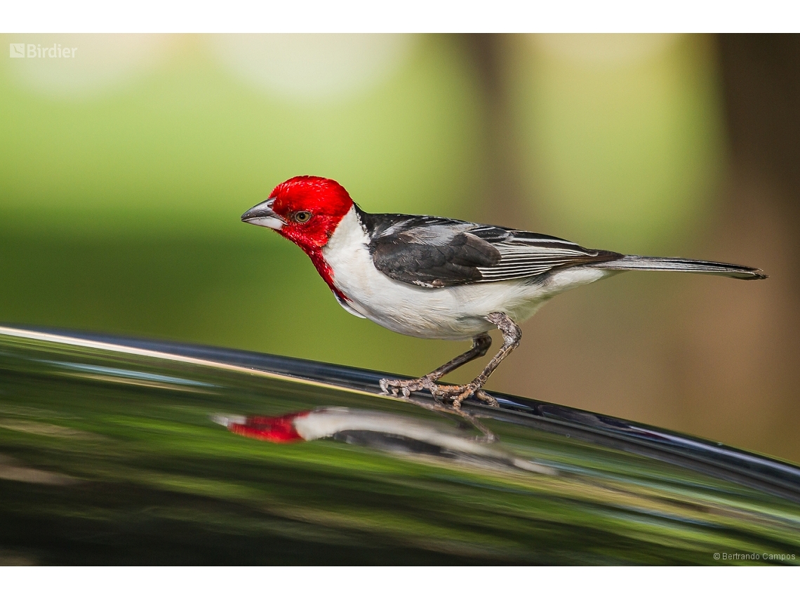 Paroaria dominicana