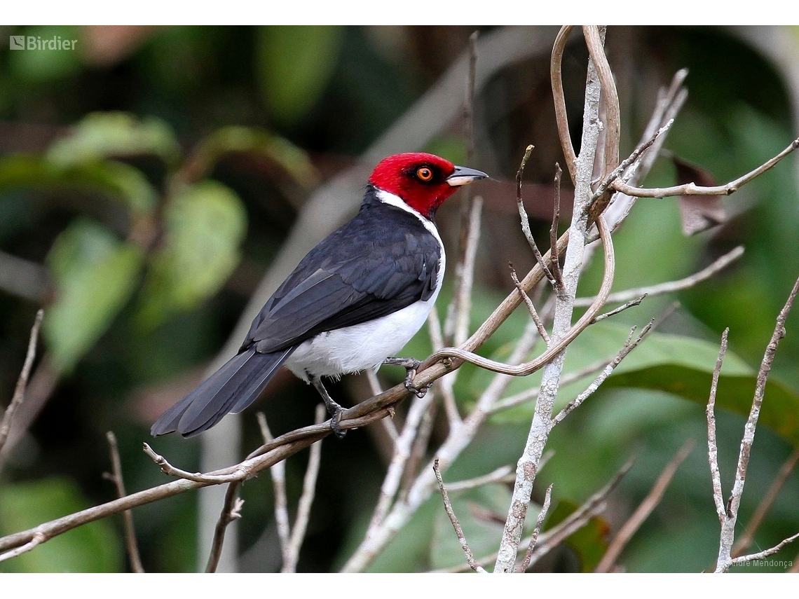 Paroaria gularis