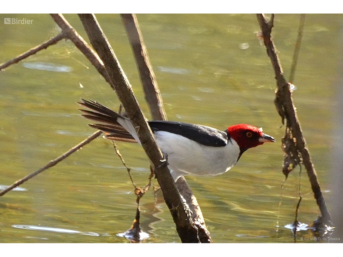 Paroaria gularis