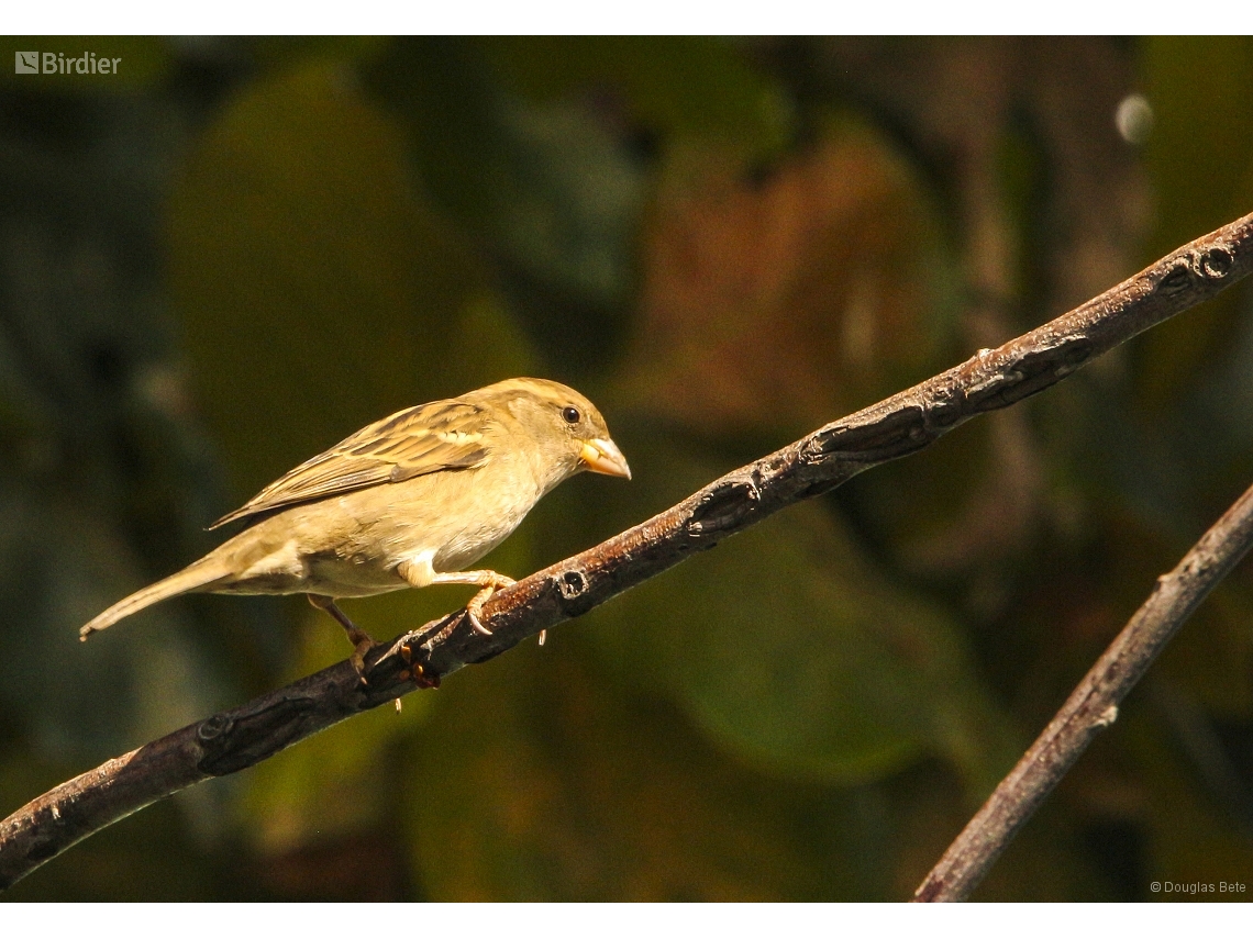 Passer domesticus