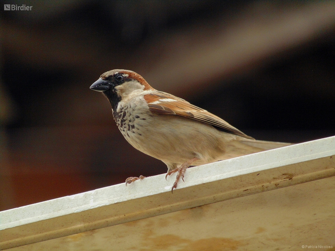 Passer domesticus